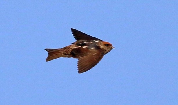 Çizgili gerdanlı kırlangıç Türkiye'de ilk defa görüldü