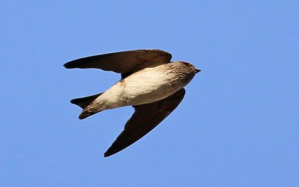 Foto - Çizgili gerdanlı kırlangıç Türkiye'de ilk defa görüldü