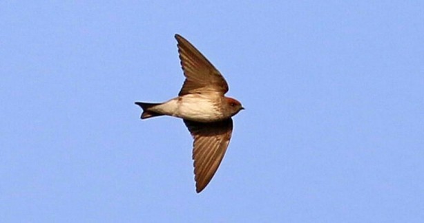 Foto - Çizgili gerdanlı kırlangıç Türkiye'de ilk defa görüldü