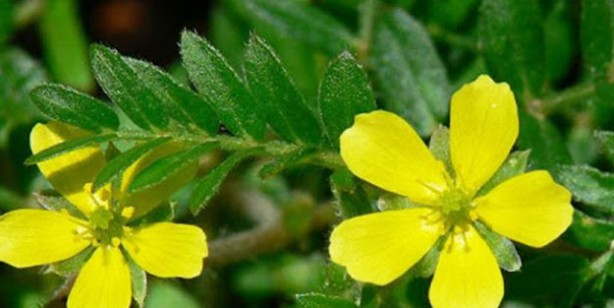 Çoban çökerten çayının faydaları nelerdir?