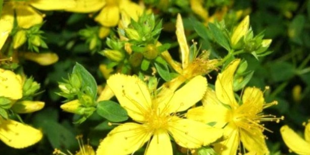 Foto - Çoban çökerten çayının faydaları nelerdir?