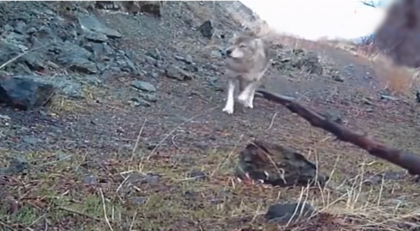 Foto - Çoban köpeği aç sürünün hışmına uğramaktan böyle kurtuldu