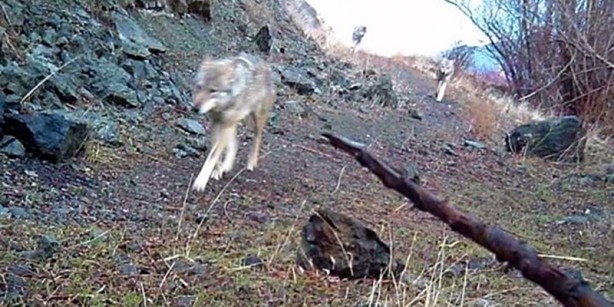 Foto - Çoban köpeği aç sürünün hışmına uğramaktan böyle kurtuldu