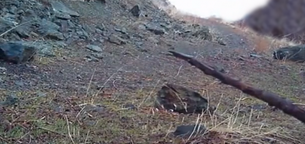 Foto - Çoban köpeği aç sürünün hışmına uğramaktan böyle kurtuldu