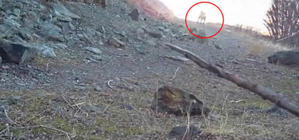 Foto - Çoban köpeği aç sürünün hışmına uğramaktan böyle kurtuldu