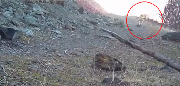 Foto - Çoban köpeği aç sürünün hışmına uğramaktan böyle kurtuldu