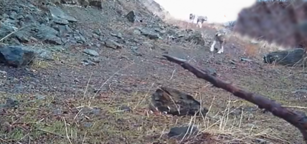 Çoban köpeği aç sürünün hışmına uğramaktan böyle kurtuldu