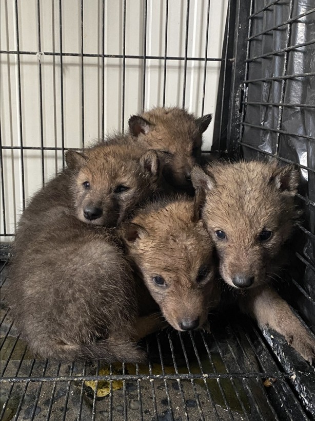 Çobanların bulduğu 4 kurt yavrusu koruma altına alındı