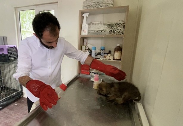 Foto - Çobanların bulduğu 4 kurt yavrusu koruma altına alındı