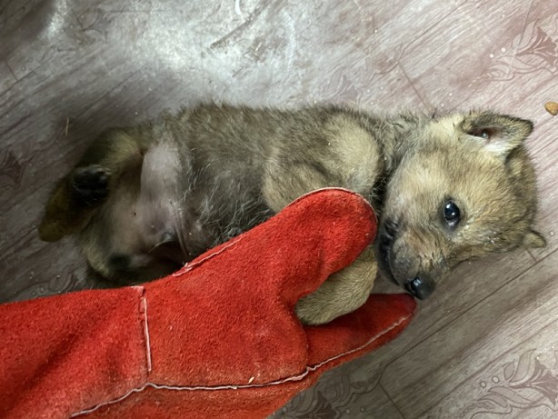 Foto - Çobanların bulduğu 4 kurt yavrusu koruma altına alındı