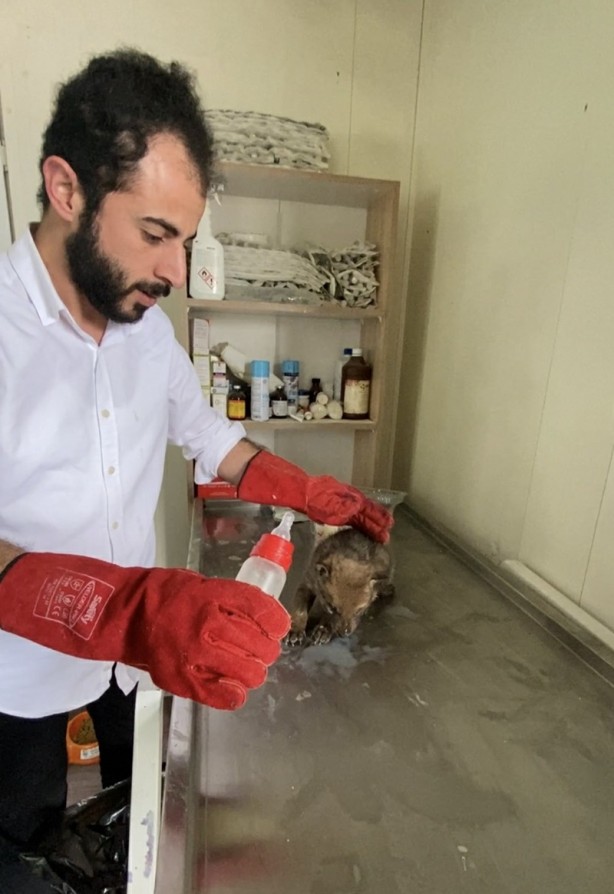 Foto - Çobanların bulduğu 4 kurt yavrusu koruma altına alındı