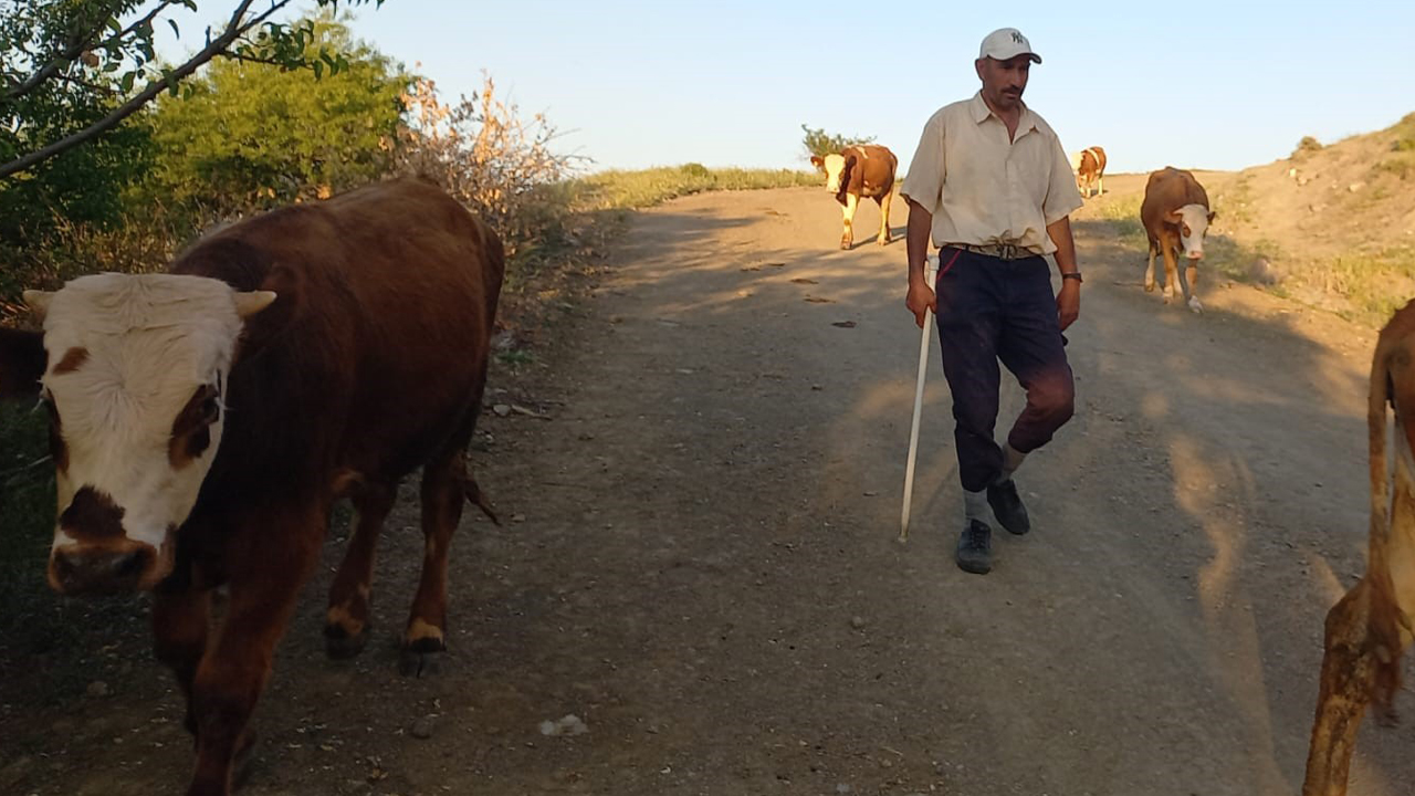 Foto - Çobanlık kıymete bindi! 80 bin TL maaş, konaklayacak ev, üç öğün yemek he bir de sınırsız internet!