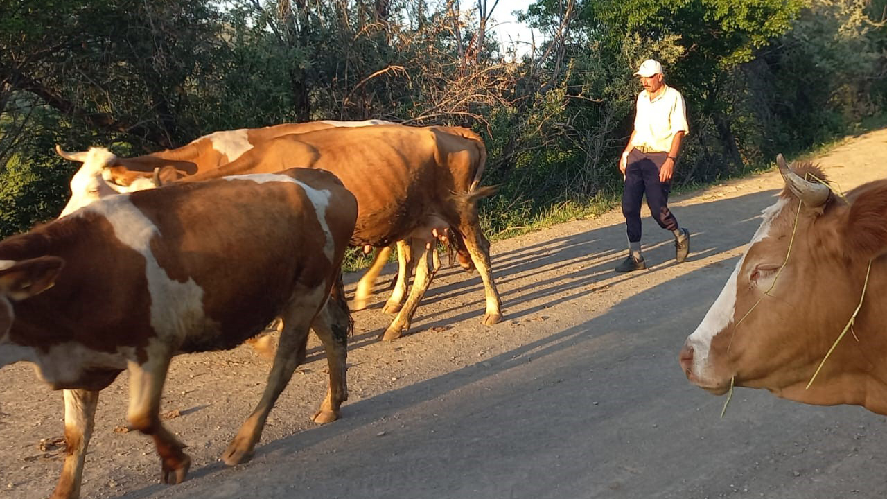 Foto - Çobanlık kıymete bindi! 80 bin TL maaş, konaklayacak ev, üç öğün yemek he bir de sınırsız internet!