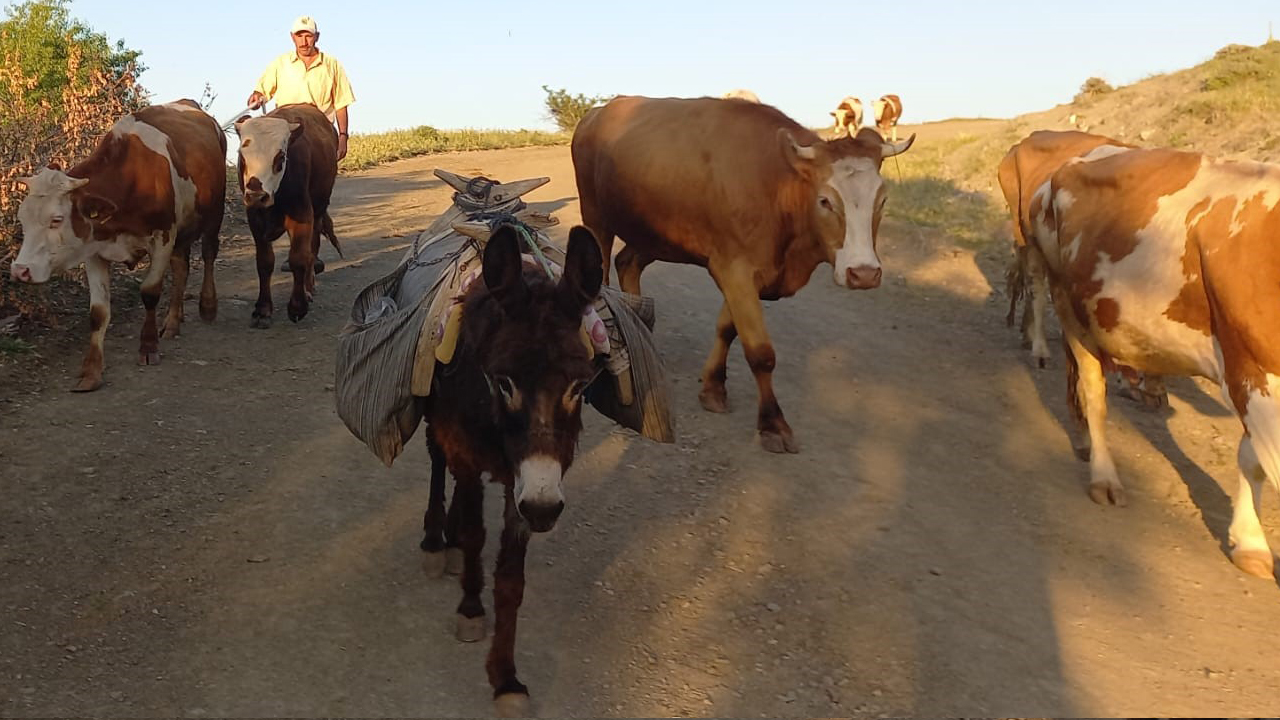 Foto - Çobanlık kıymete bindi! 80 bin TL maaş, konaklayacak ev, üç öğün yemek he bir de sınırsız internet!