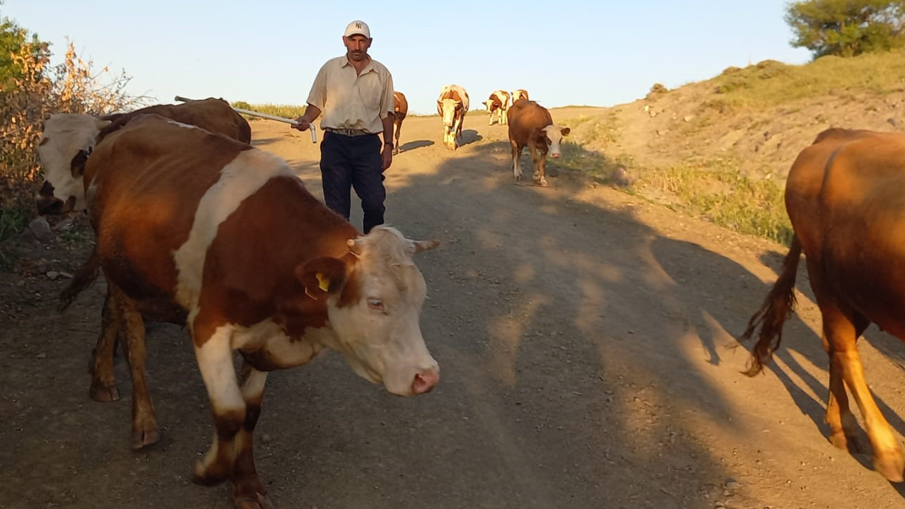 Çobanlık kıymete bindi! 80 bin TL maaş, konaklayacak ev, üç öğün yemek he bir de sınırsız internet!