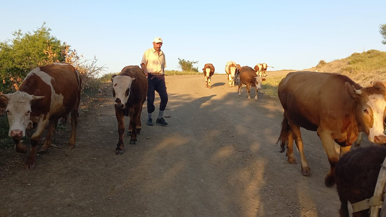 Foto - Çobanlık kıymete bindi! 80 bin TL maaş, konaklayacak ev, üç öğün yemek he bir de sınırsız internet!