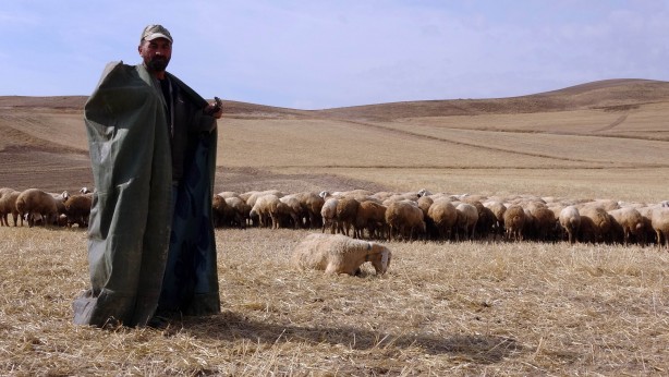 Foto - Çobanlık mesleği ileri taşınacak! Resmen çıkardı