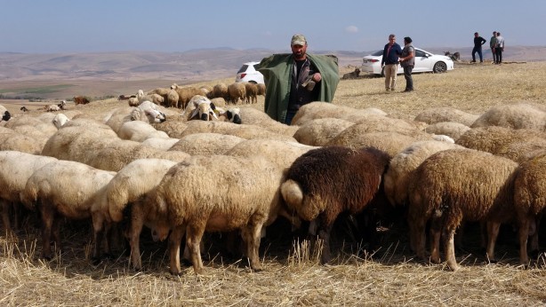 Çobanlık mesleği ileri taşınacak! Resmen çıkardı
