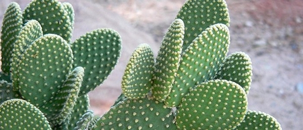 Foto - Çocuğunuz için eğlenceli bir fikir! 'Teraryum yapımı'