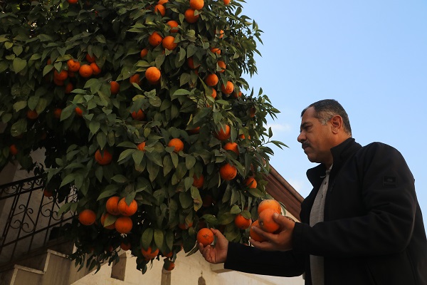 Foto - Çocuk sesleri sustu... Meyveler dallarda kaldı
