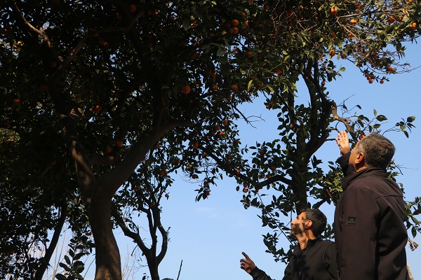 Foto - Çocuk sesleri sustu... Meyveler dallarda kaldı