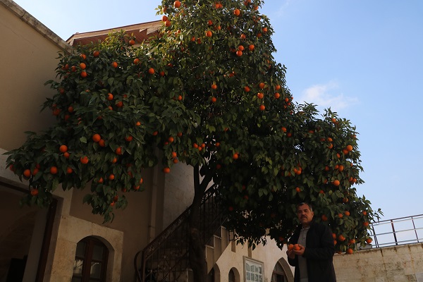 Foto - Çocuk sesleri sustu... Meyveler dallarda kaldı