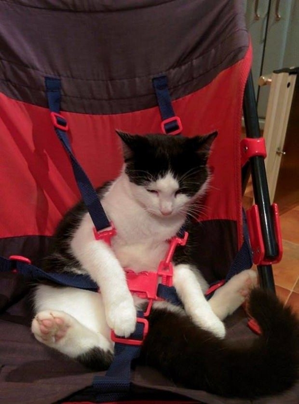 Foto - Çocuklar evcil hayvanlarla baş başa kalırsa...