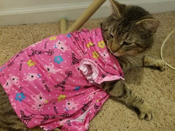  Çocuklar evcil hayvanlarla baş başa kalırsa...