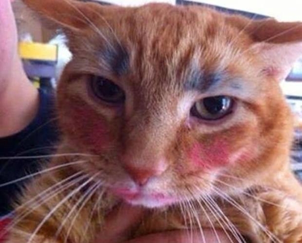 Foto - Çocuklar evcil hayvanlarla baş başa kalırsa...