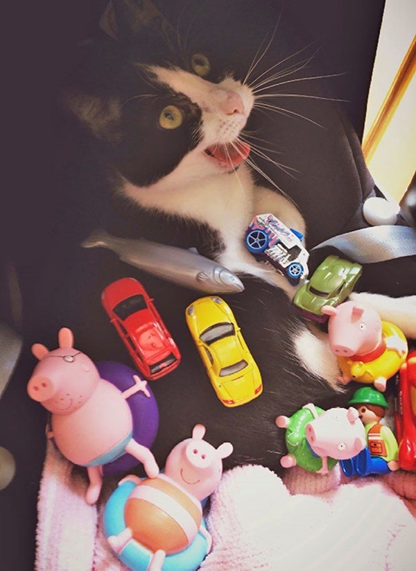 Foto - Çocuklar evcil hayvanlarla baş başa kalırsa...