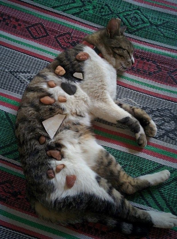 Foto - Çocuklar evcil hayvanlarla baş başa kalırsa...