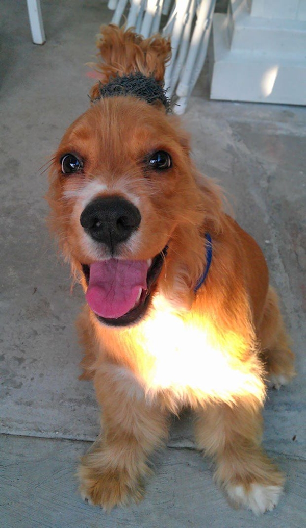 Foto - Çocuklar evcil hayvanlarla baş başa kalırsa...