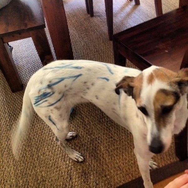 Foto - Çocuklar evcil hayvanlarla baş başa kalırsa...