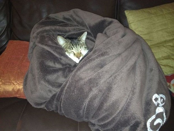 Foto - Çocuklar evcil hayvanlarla baş başa kalırsa...