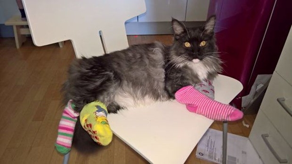 Foto - Çocuklar evcil hayvanlarla baş başa kalırsa...