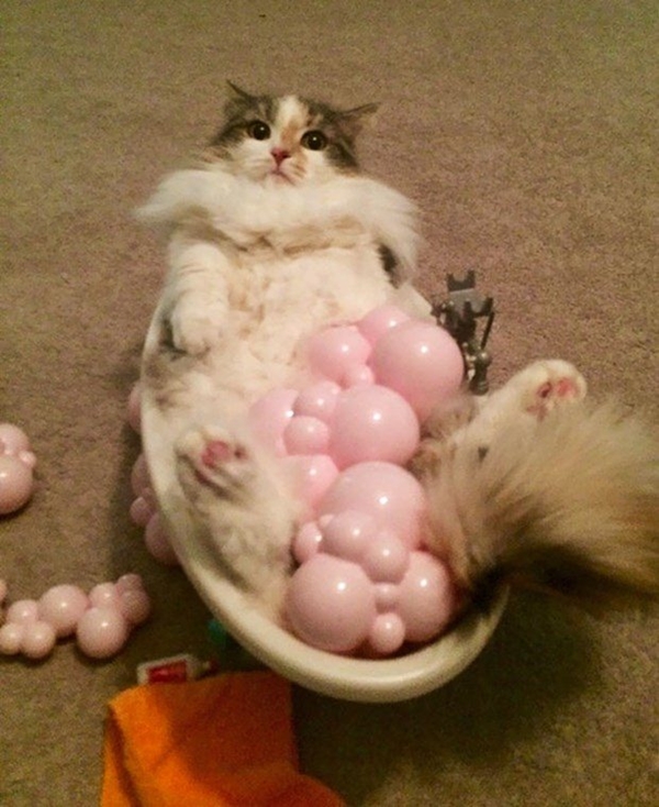 Foto - Çocuklar evcil hayvanlarla baş başa kalırsa...