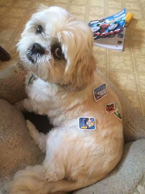 Foto - Çocuklar evcil hayvanlarla baş başa kalırsa...