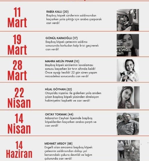 Foto - İşte köpek duyarı kasanların ikiyüzlülüğü! Çocuklar ölürken değil uyurken sessiz olunur!