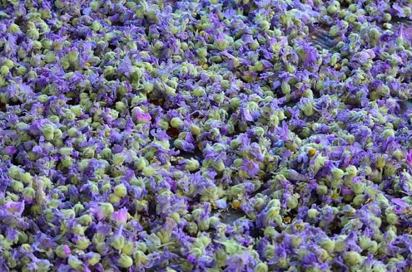 Foto - Çocuklarda öksürük geçmek bilmiyor! Bildiğiniz tüm balgam söktürücüleri unutun işte tarifi