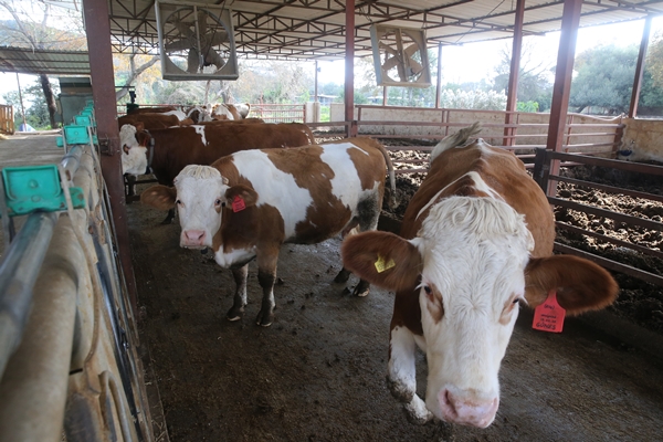 Foto - Çocukları için kariyerlerini bırakıp çiftlik kurdular