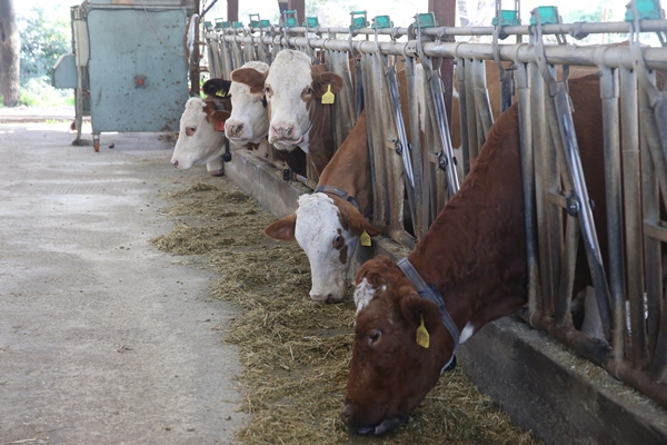 Çocukları için kariyerlerini bırakıp çiftlik kurdular