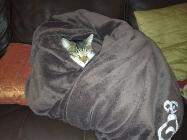 Foto - Çocukların sevimli oyun arkadaşları