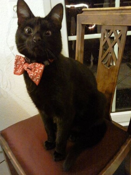 Foto - Çocukların sevimli oyun arkadaşları