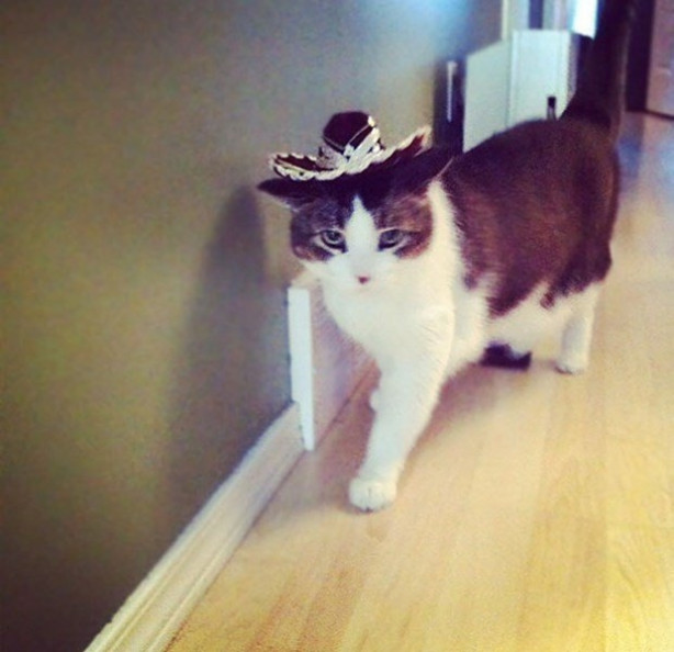 Foto - Çocukların sevimli oyun arkadaşları