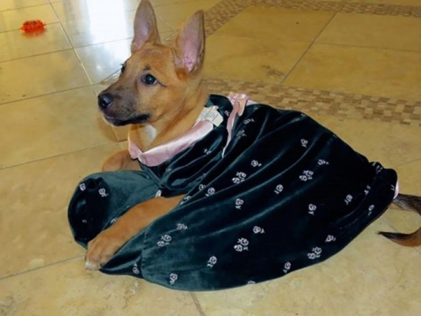 Foto - Çocukların sevimli oyun arkadaşları