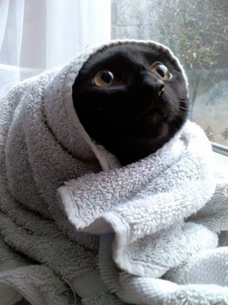 Foto - Çocukların sevimli oyun arkadaşları