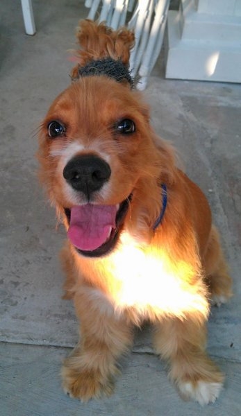 Çocukların sevimli oyun arkadaşları