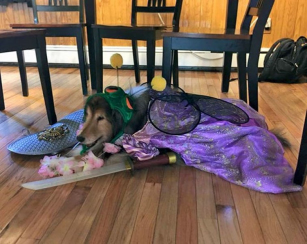 Foto - Çocukların sevimli oyun arkadaşları