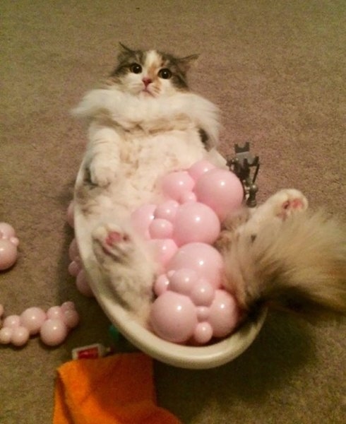 Foto - Çocukların sevimli oyun arkadaşları