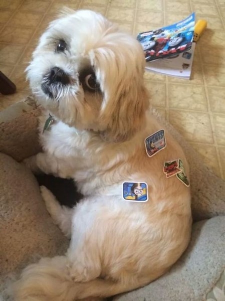 Foto - Çocukların sevimli oyun arkadaşları